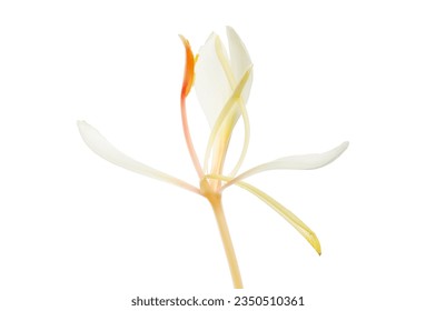 Single white ginger lily flower, Hedychium coronarium, isolated against white - Powered by Shutterstock