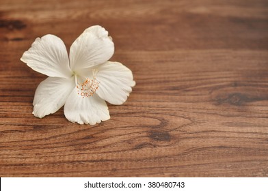 木の背景に白いハイビスカスの花 の写真素材 今すぐ編集