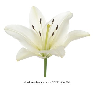 Single White Lily Isolate On White Stock Photo 1134506768 | Shutterstock