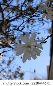 Single, White, Magnolia Blossom Close Up.