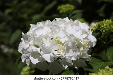 single white mophead hydrangea, large, pure white flower head (Annabelle) (macro, close-up, sunshine)