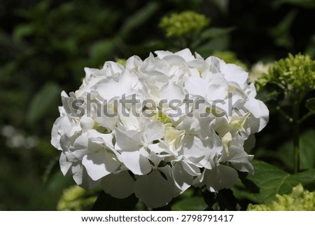 single white mophead hydrangea, large, pure white flower head (Annabelle) (macro, close-up, sunshine)