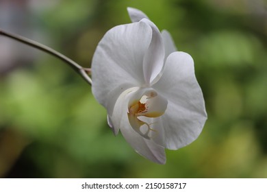 A Single White Moth Orchid In The Garden