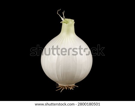 A single white onion with its stem and root intact.