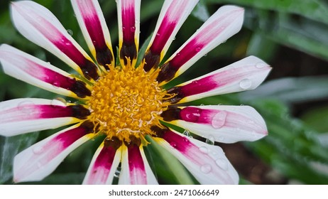 Single white, purple and yellow Gazania flower, green leaf background. Close-up photo of flowers - Powered by Shutterstock