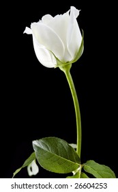 Single white rose