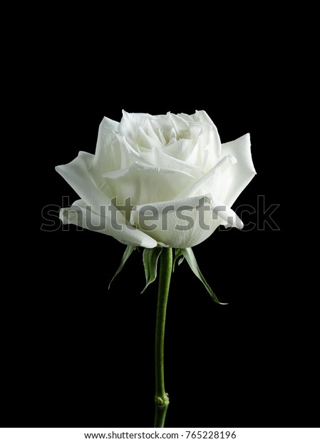 黒い背景に白いバラの花 の写真素材 今すぐ編集