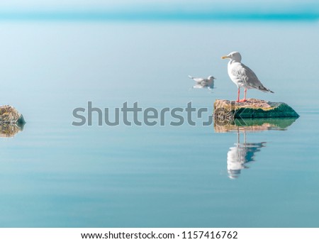 Single white seagull bird sitting on stone on sea with specular reflection in water. Beautiful natural horizontal background.