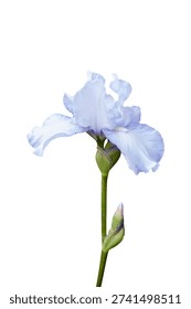 Single white violet Iris flower. Isolated design element on white background.