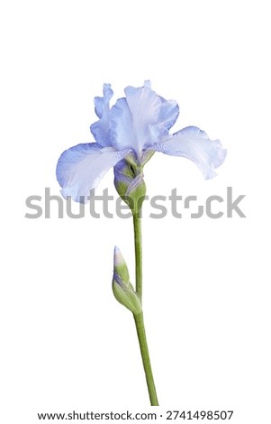 Single white violet Iris flower. Isolated design element on white background