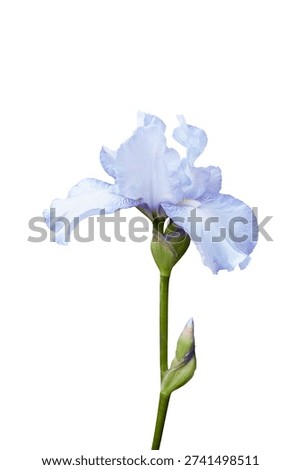 Single white violet Iris flower. Isolated design element on white background.