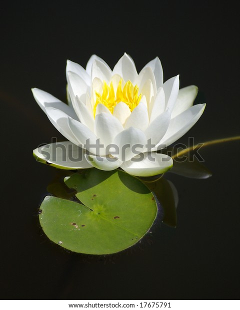 Single White Water Lilly Taken Palma Stock Image Download Now