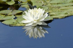 A Single White Water Lily Lotus Flower Lily Pads Reflection