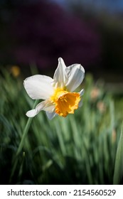Single white-flowered daffodil in field at springtime