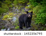 A single wild black bear cub searches for food along a hillside overturning rocks among young evergreen trees. The young bear is only a couple of months old. There are flies on its fur and face.