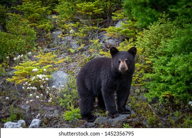 Single Wild Black Bear Cub Searches Stock Photo 1452356795 | Shutterstock