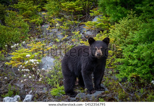 A single wild black bear cub searches for food\
along a hillside overturning rocks among young evergreen trees. The\
young bear is only a couple of months old. There are flies on its\
fur and face.