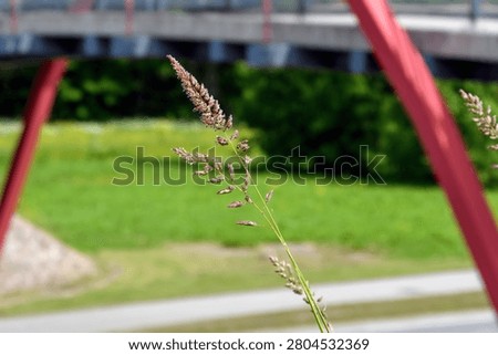 A single wild grass seed head positioned within the geometric frame created by the red structural supports and span of a modern pedestrian bridge in a park setting