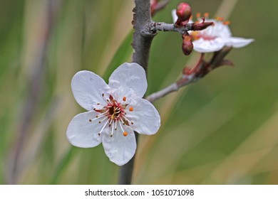 Single Wild Or Sour Cherry Blossom Prunus Avium Or Cerasus Similar To A Cherry Plum Prunus Cerasifera Very Close Up Family Rosaceae In Spring In Italy