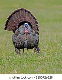 A single wild turkey faces the camera and displays his tail feathers.