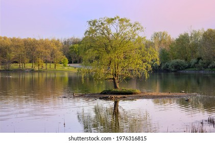 Single Willow Tree In The Middle Of Lake