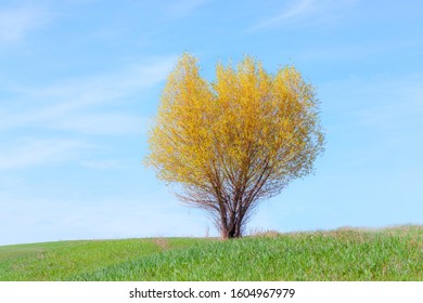 Single Willow Tree In The Spring Meadow Under A Blue Sky.