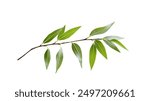 single willow whisper leave on a white background