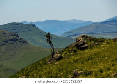A single windswept small tree on a ridge, against a landscape of green and blue mountains disappearing into the distance in the Drakensberg Mountains of South Africa.
