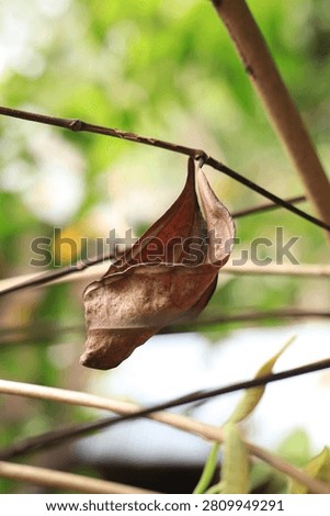 Single withered brown leaf hanging from a thin twig, natural outdoor light