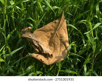 A single, withered leaf rests within a vibrant wheat field, showcasing the cycle of nature and seasonal change, evoking feelings of serenity and nostalgia