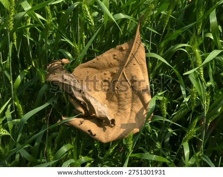 A single, withered leaf rests within a vibrant wheat field, showcasing the cycle of nature and seasonal change, evoking feelings of serenity and nostalgia