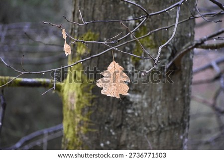 A single withered oak leaf clings to a thin twig, speckled and fragile. Moss-covered bark behind it highlights seasonal transition and the quiet persistence of late autumn remnants.