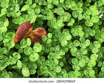 A single withered reddish leaf amidst green clover leaves.