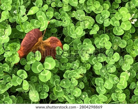 A single withered reddish leaf amidst green clover leaves.