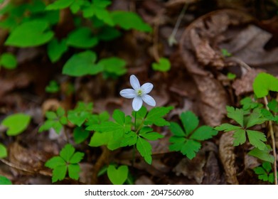 A Single Wood Anemone Blossom Along The Anna Ruby Falls Trail, Near Helen, Georgia.