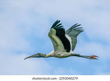 A single Wood Stork flying at Wakodahatchee Wetlands in Delray Beach Florida USA - Powered by Shutterstock