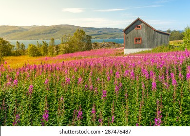 Single Wooden Scandinavian House In A Summer Flower Field, Norway