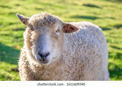 395 Backlit sheep Images, Stock Photos & Vectors | Shutterstock