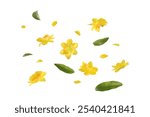 Single yellow Apricot Flower blossom petals on white. Isolated die cut Hoa mai yellow plum Peach traditional Flower Vietnamese Tet lunar new year clip path petals falling on floor white background.