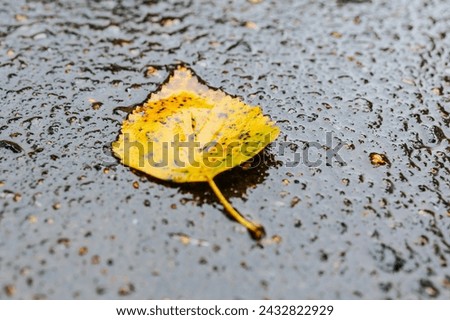 A single yellow autumn leaf with pronounced veins lying on wet asphalt after rain. Yellow autumn leaf on the asphalt. A typical cloudy autumn day. Rainy autumn