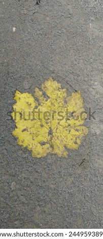 A single yellow autumn leaf with pronounced veins lying on wet asphalt after rain. Yellow autumn leaf on the asphalt. A typical cloudy autumn day. Rainy autumn

