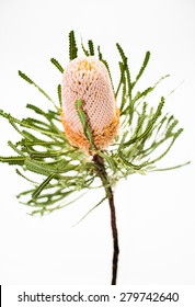 SIngle Yellow Banksia Flower