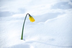 Single Yellow Blooming Narcissus Daffodil Flower Surprised By The Snow