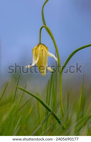 single yellow chess flower blossom in a green meadow in front of blue sky