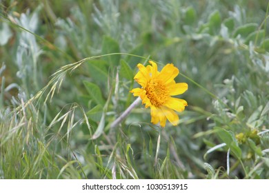 Single Yellow Daisy In The Sagebrush Steppe