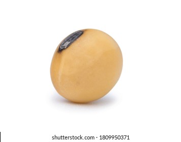 Single yellow dry soybean seed isolated on white background with clipping path.