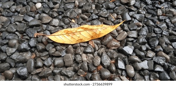 A single yellow fallen leaf resting on wet dark gravel stones, creating a natural contrast of color and texture. Abstract nature background symbolizing autumn, calmness, change, and simplicity.
