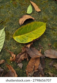 A single yellow fallen leaf resting on a textured rustic ground. Autumn or dry season background.