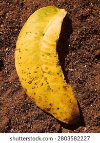  A single yellow fallen leaf resting on dry red soil ground under direct sunlight. 