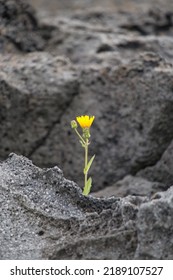 Single Yellow Flower Growing In Black Volcanic Rock